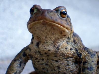 Stresstest Salzburg: Krieg gegen Bürokratie und&nbsp;Frösche